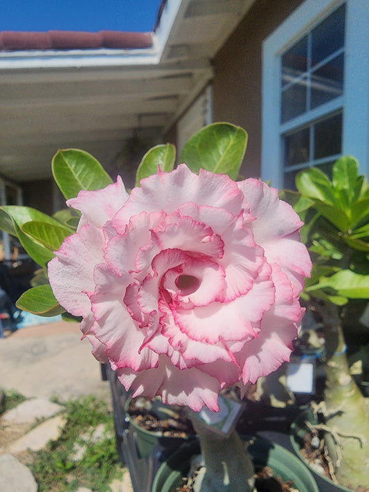 Adenium Obesum "Carnation"