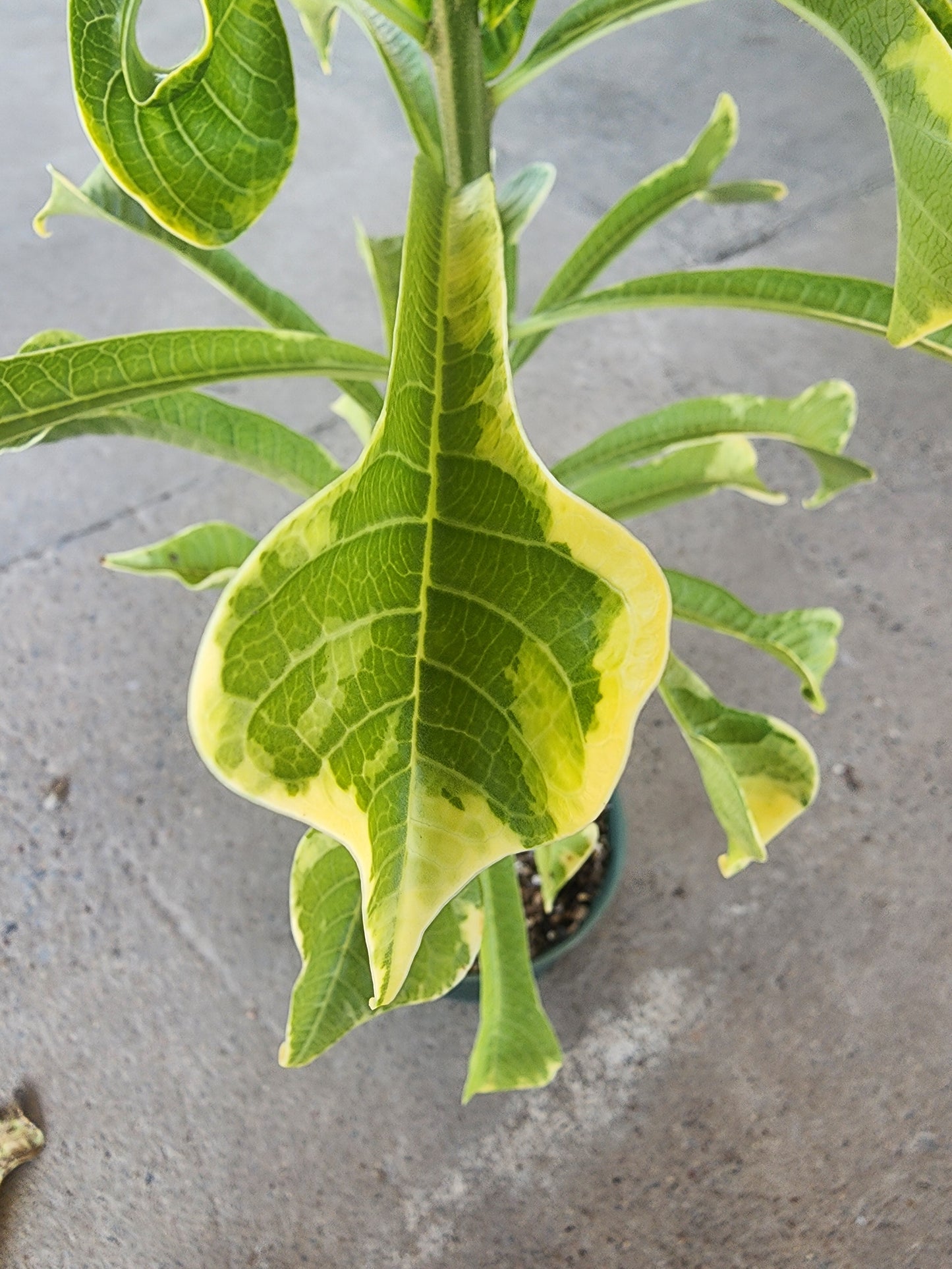 Plumeria Pudica Variegated