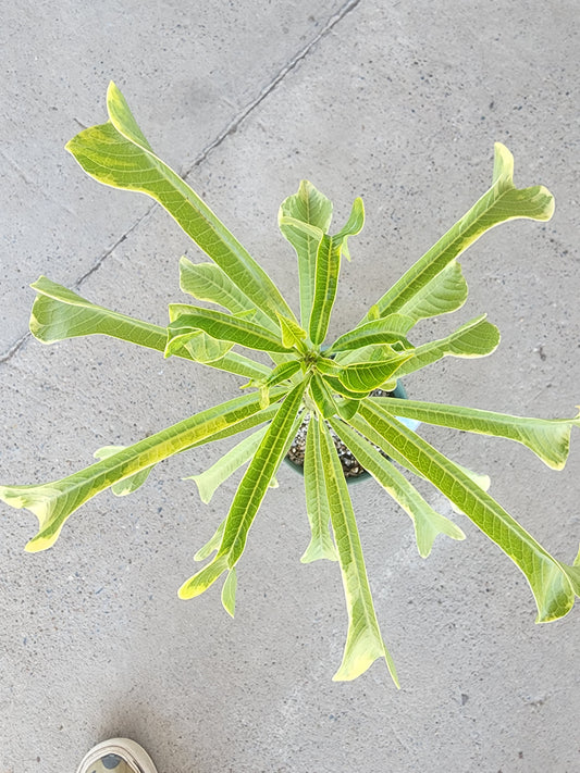 Plumeria Pudica Variegated