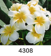 Plumeria "4308"