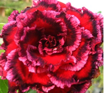 Adenium 7th Paradise