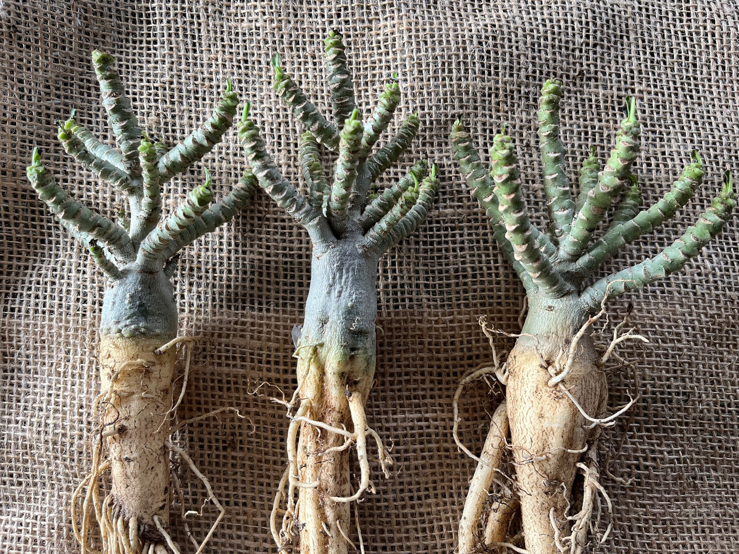 Adenium "Dorset Horn"