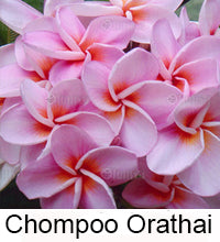 Plumeria "Chompoo Orathai"