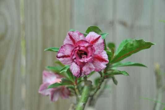Adenium Think of You
