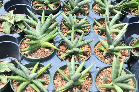 Sansevieria Rookie