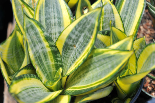Sansevieria 'Gold dust'