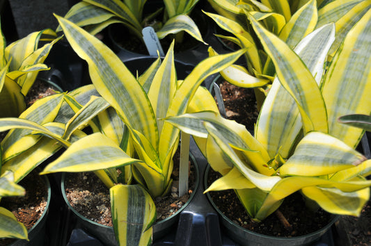 Sansevieria Golden Flame