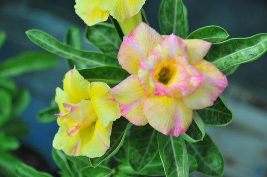 Adenium Aurora/Orlala