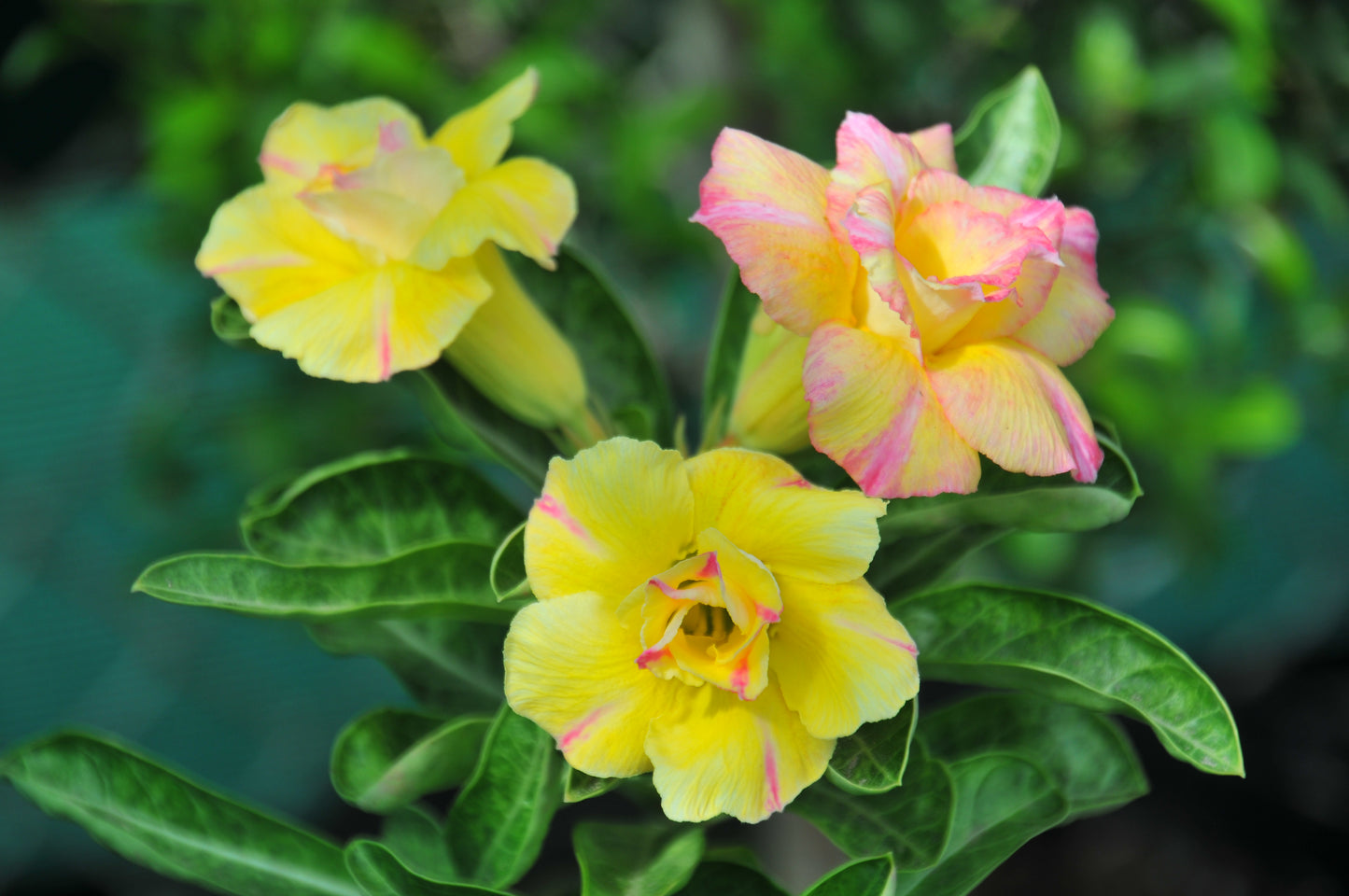 Adenium Aurora/Orlala