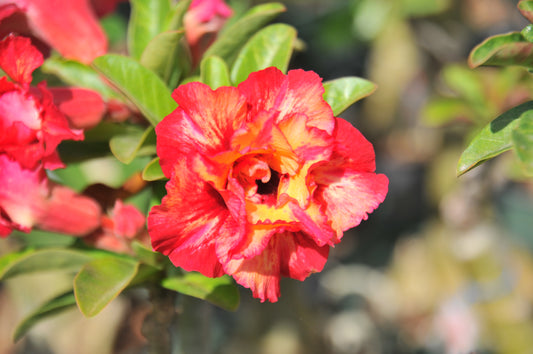 Adenium Thong Sukjai