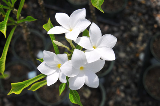 Plumeria "Dwarf White"