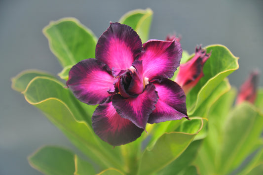 Adenium Purple Plum