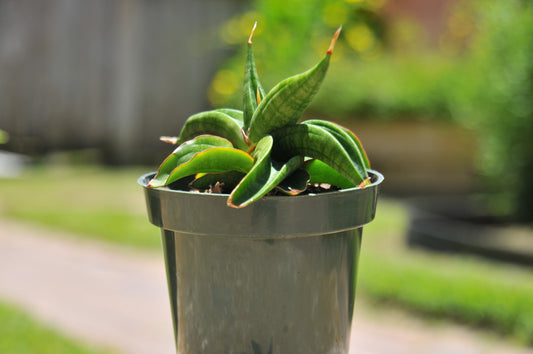 Sansevieria patens spider