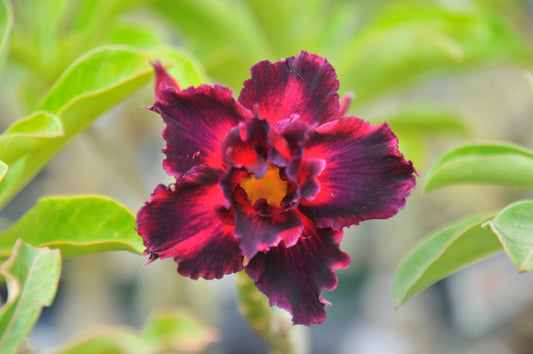 Adenium Black Border