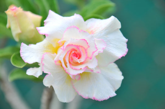 Adenium Candy