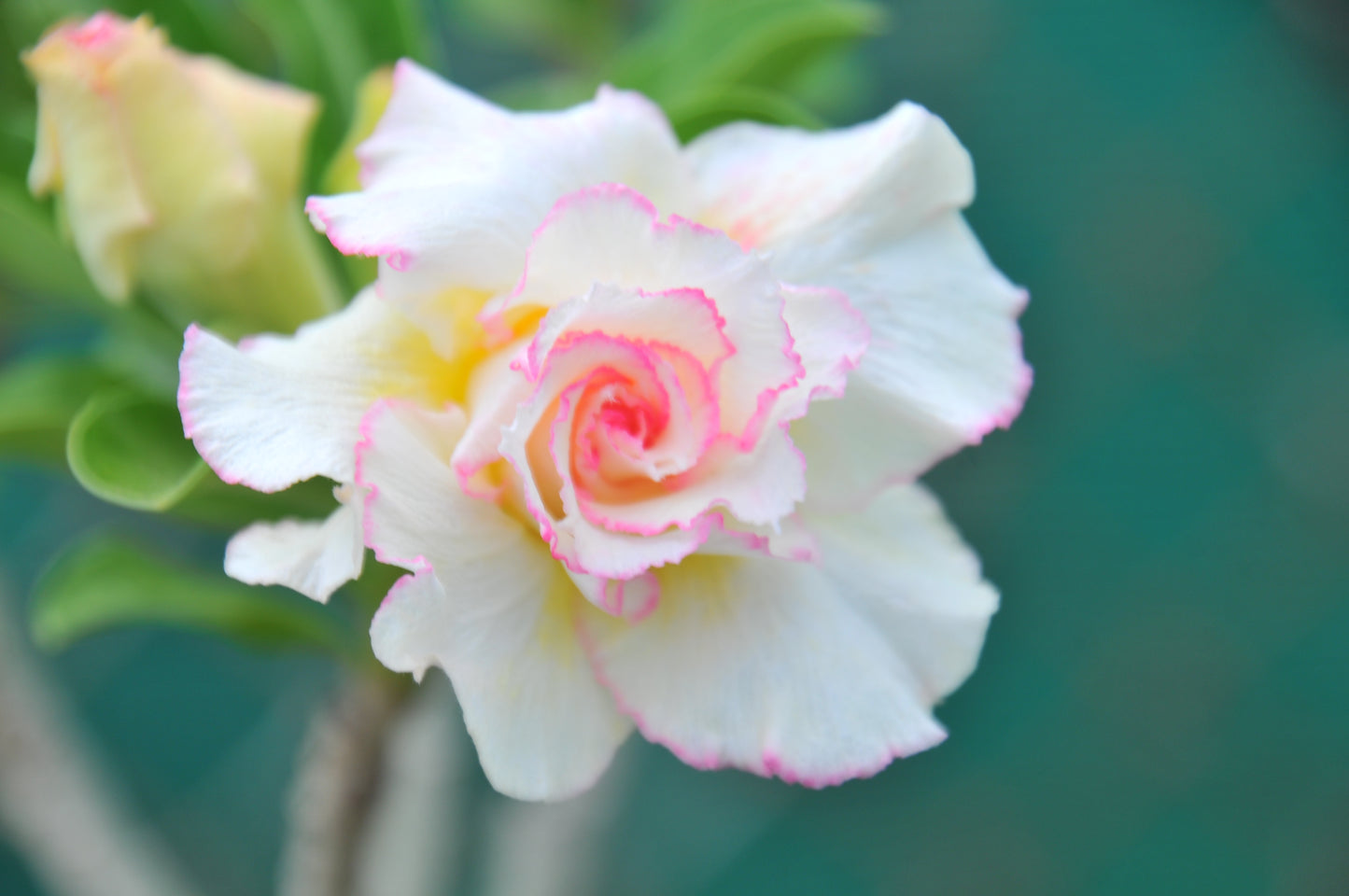 Adenium Candy
