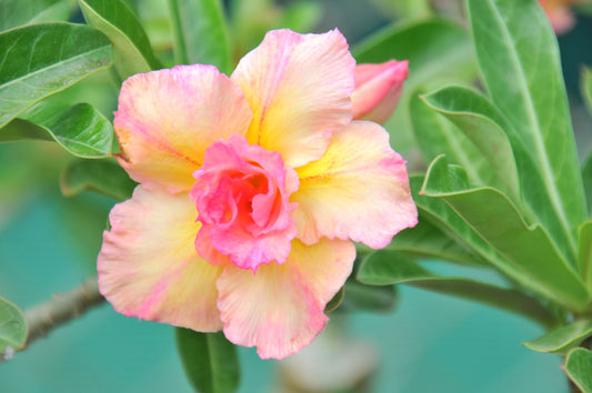adenium "peach"