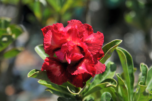 Adenium Swan and Dragon