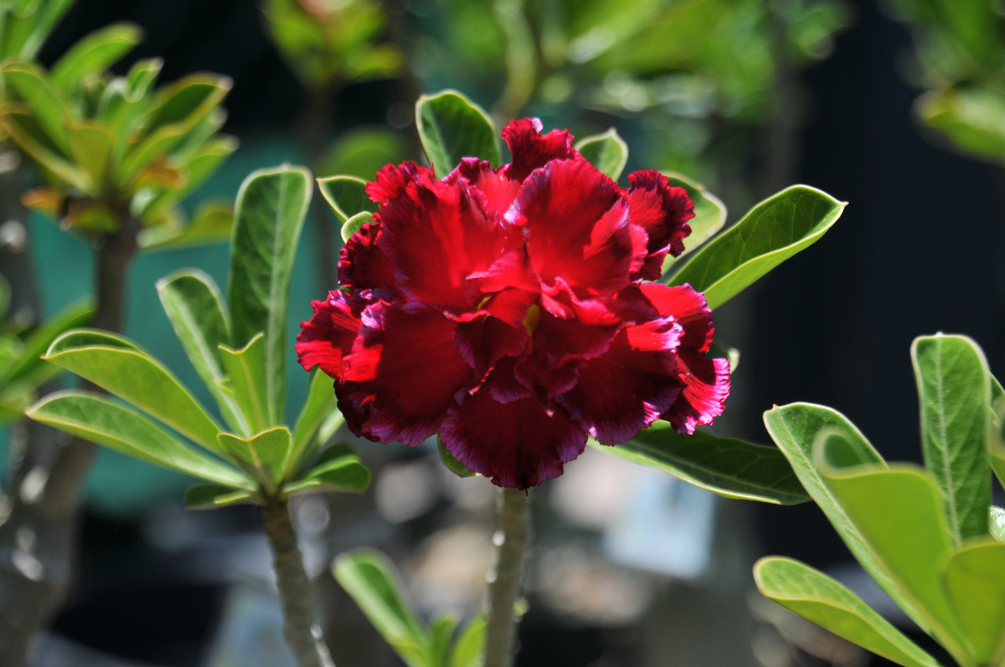 Adenium 7th Paradise
