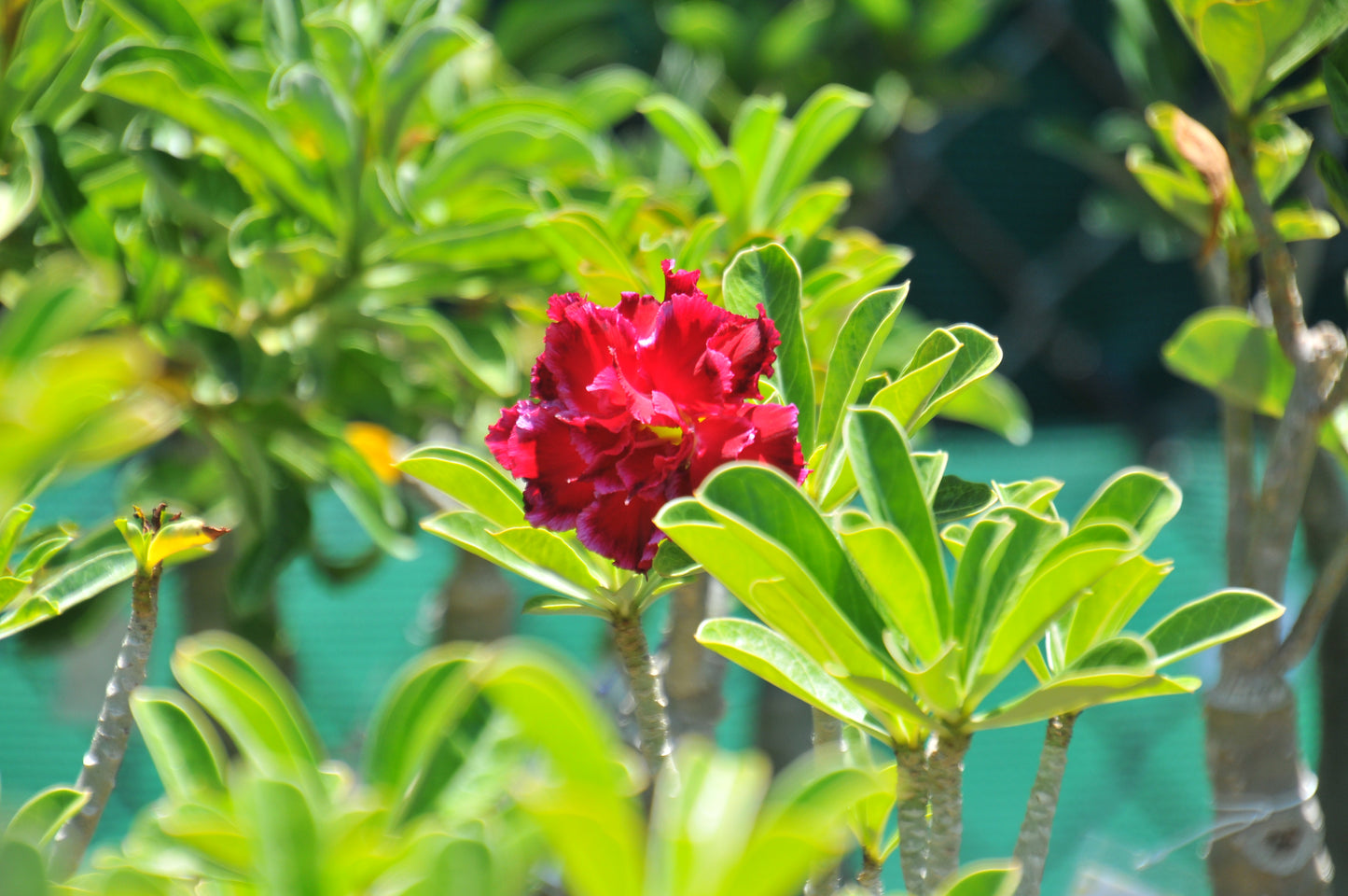 Adenium Swan and Dragon
