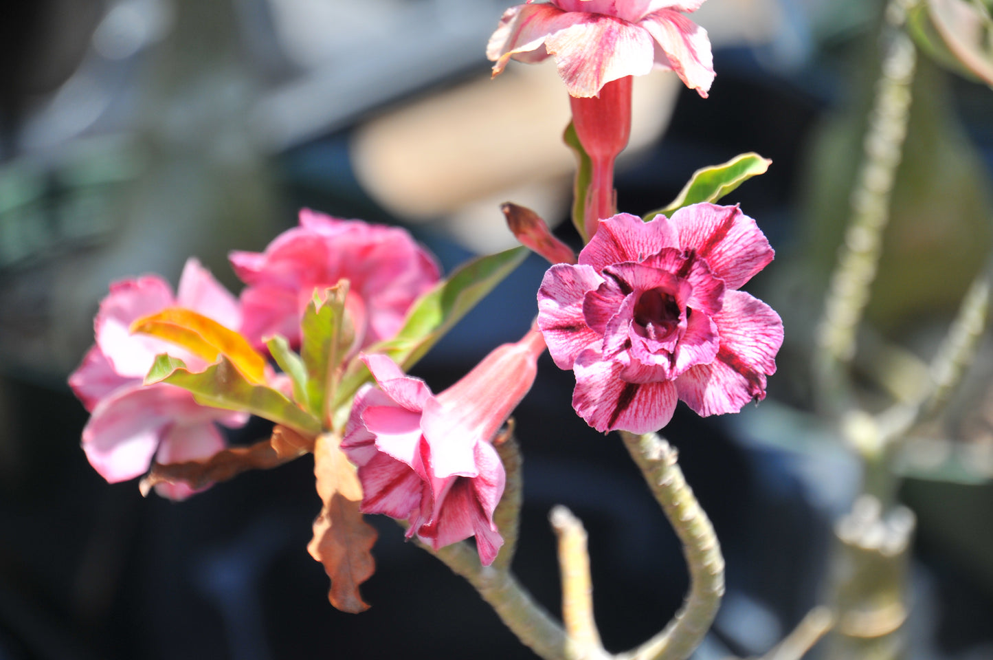 Adenium Think of You