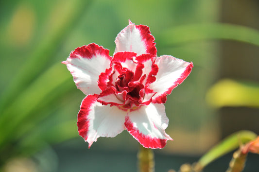 Adenium Ferrari