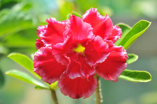 Adenium 7th Paradise