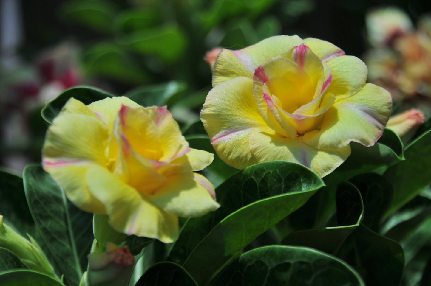 Adenium Golden Millionaire