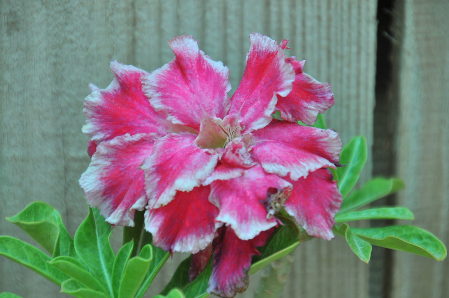 Adenium Obesum "Chok Am Nuay"