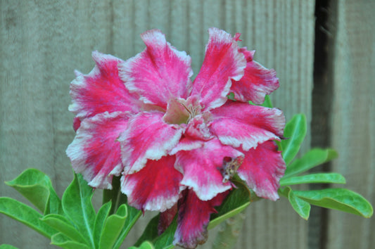 Adenium Obesum "Chok Am Nuay"
