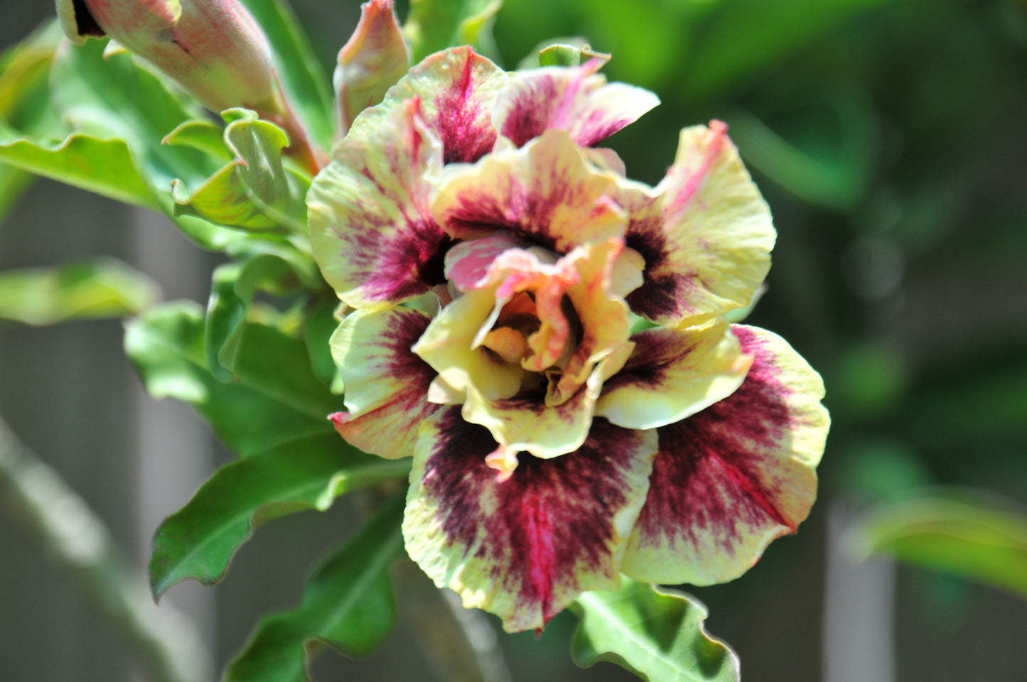 Adenium Chocolate