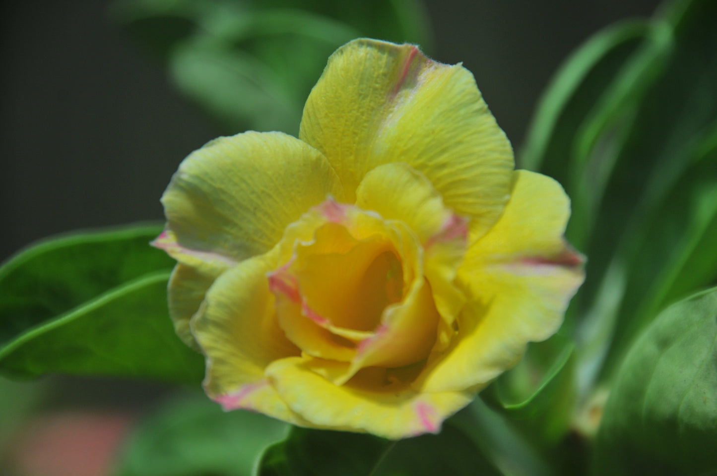 Adenium Golden Millionaire