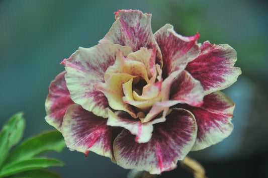 Adenium Chocolate