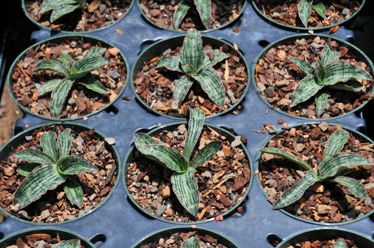 Sansevieria "Cleopatra"
