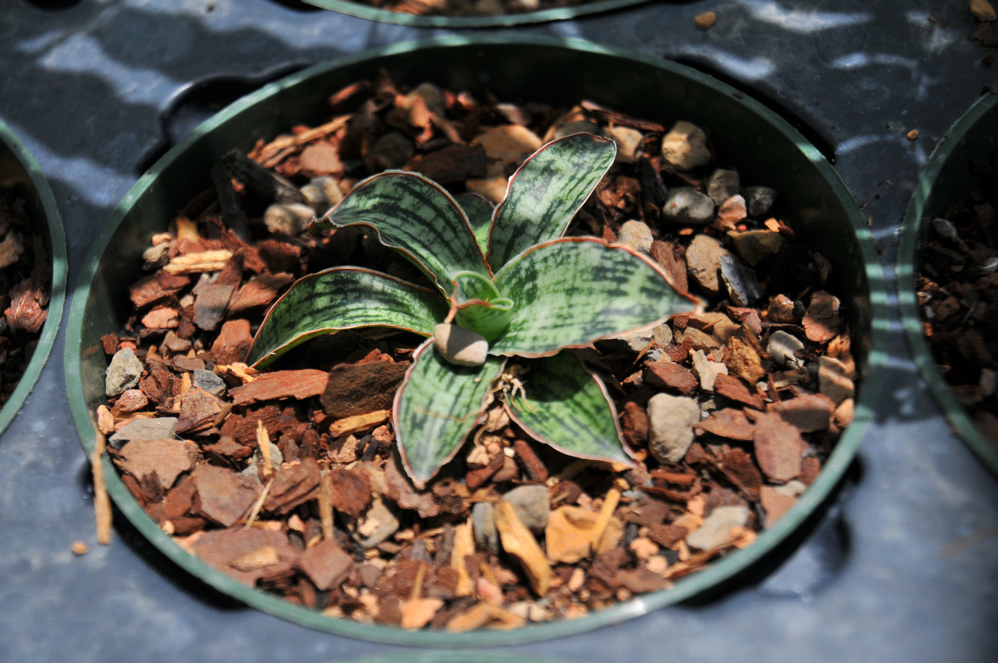 Sansevieria "Cleopatra"