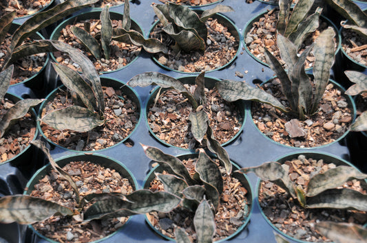 Sansevieria coppertone