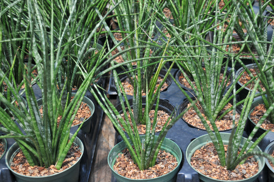 Sansevieria Fernwood