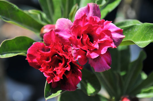 adenium "manee nate"