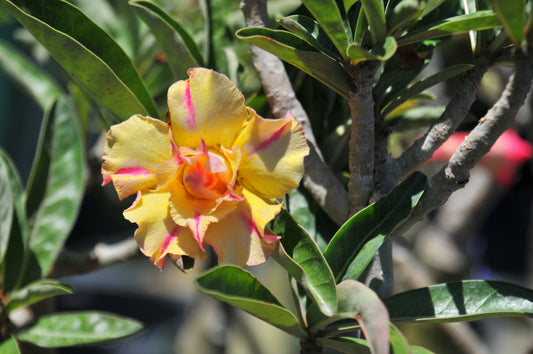 Adenium Golden Millionaire