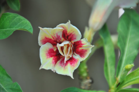 Adenium Sunshine