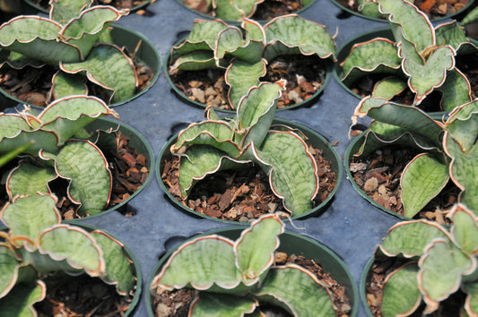 Sansevieria kirkii silver blue