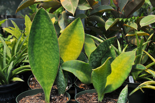 Sansevieria whale fin