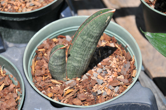 Sansevieria hallii baseball bat