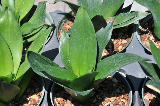 Sansevieria 'Black dragon'
