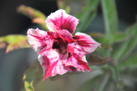Adenium Moung Sakda