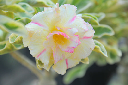 Adenium Wonderful Yellow (Variegated)