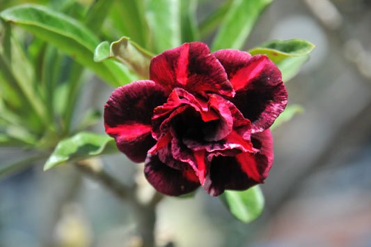 Adenium Purple Ruby