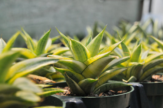 Sansevieria Gabriela