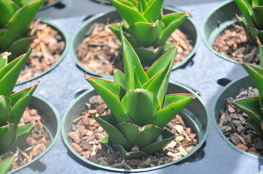 Sansevieria Tower