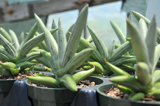 Sansevieria Fatman